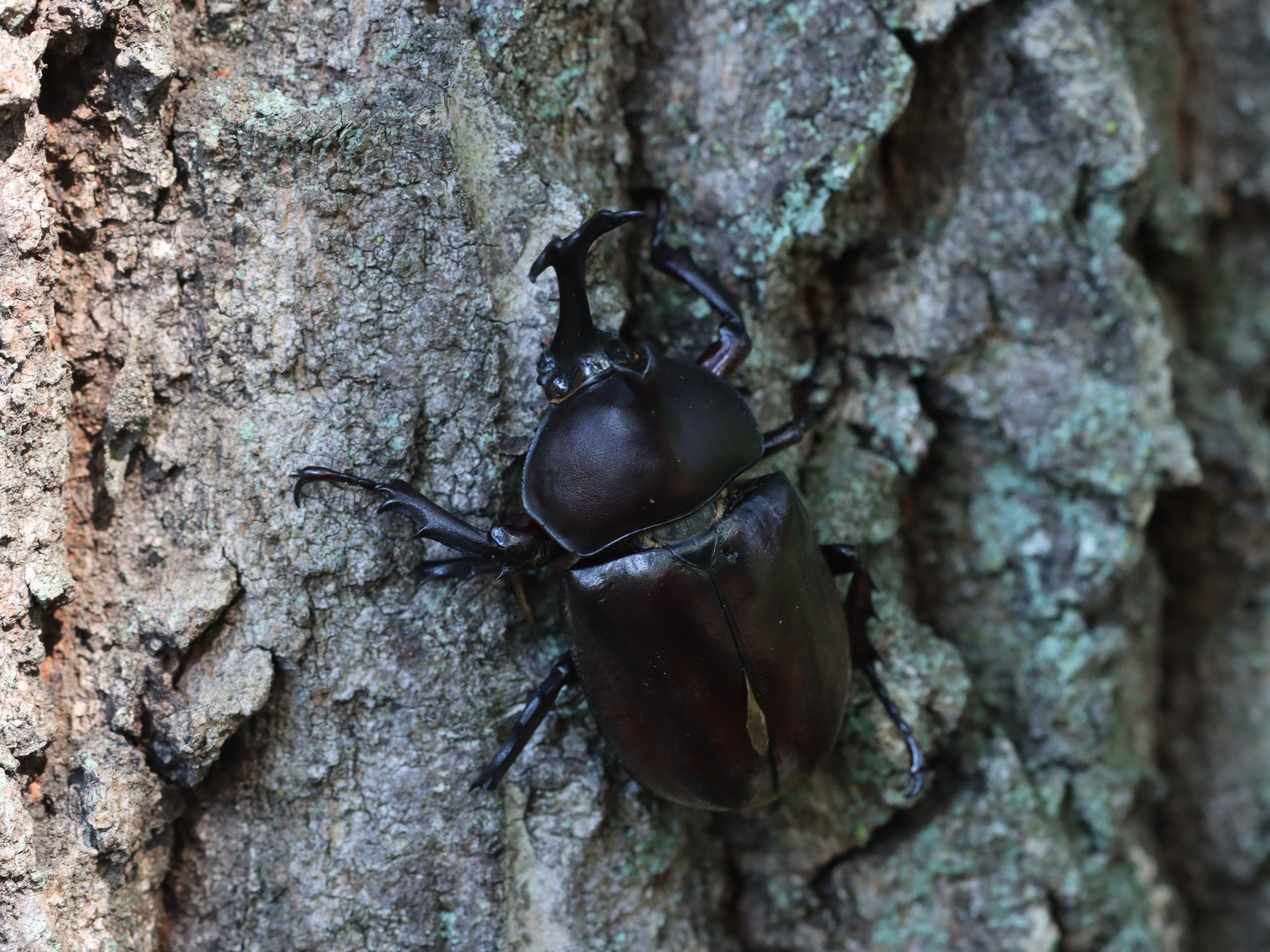 カブトムシのメス